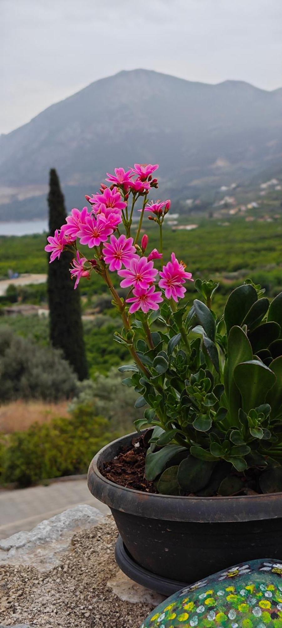 Melissafarm Guest House Epidaurus Exteriör bild